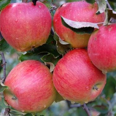 Яблоко слава победителю фото и описание сорта